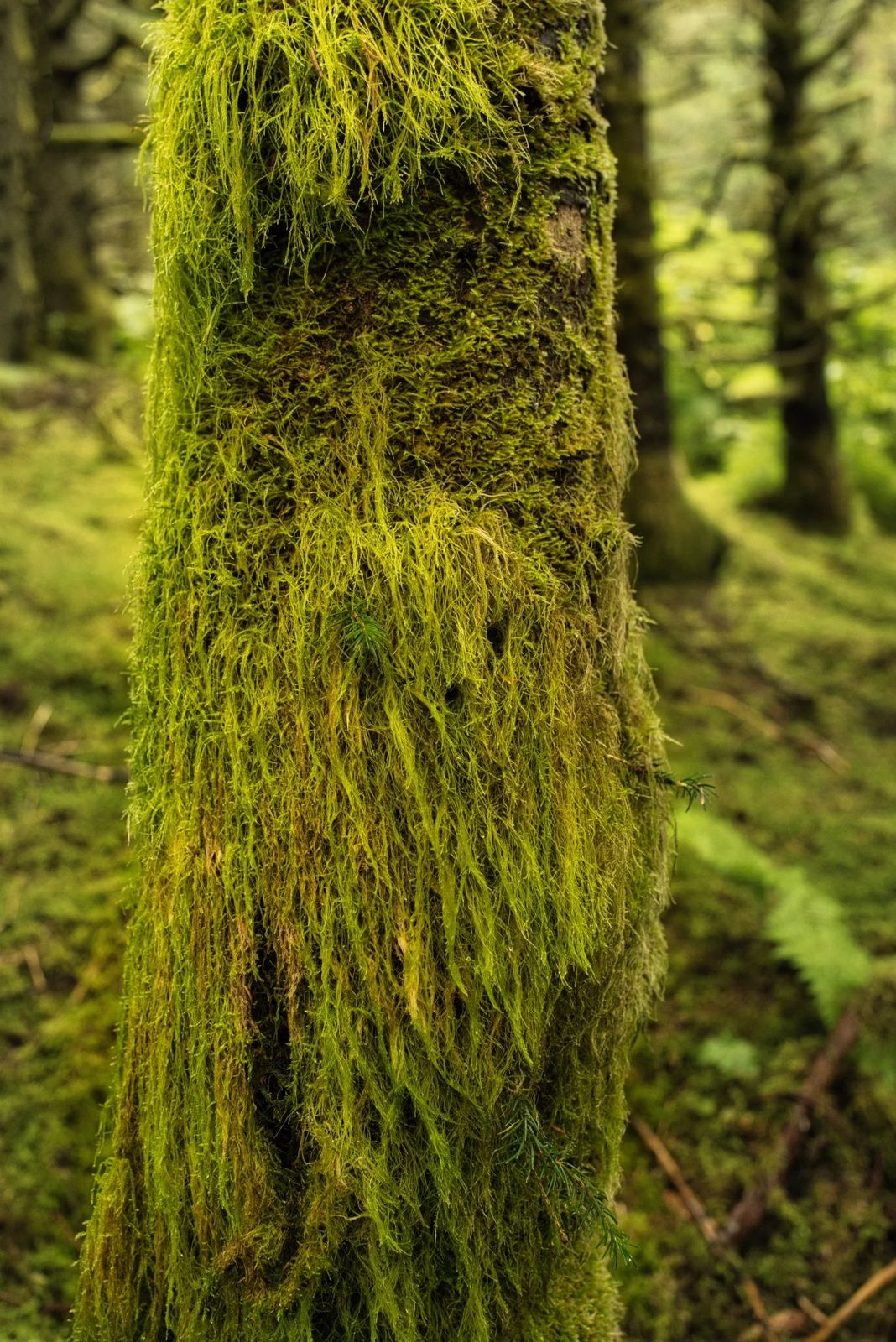 Alaska, photograph 13 of 34