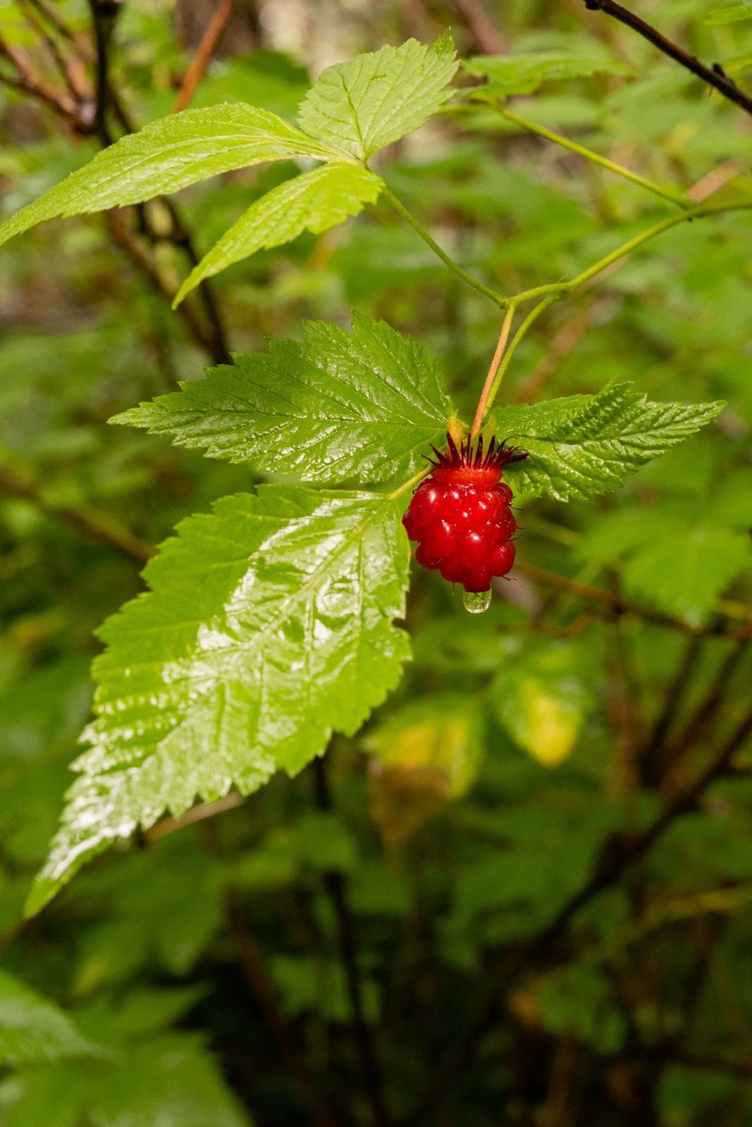 Alaska, photograph 10 of 34